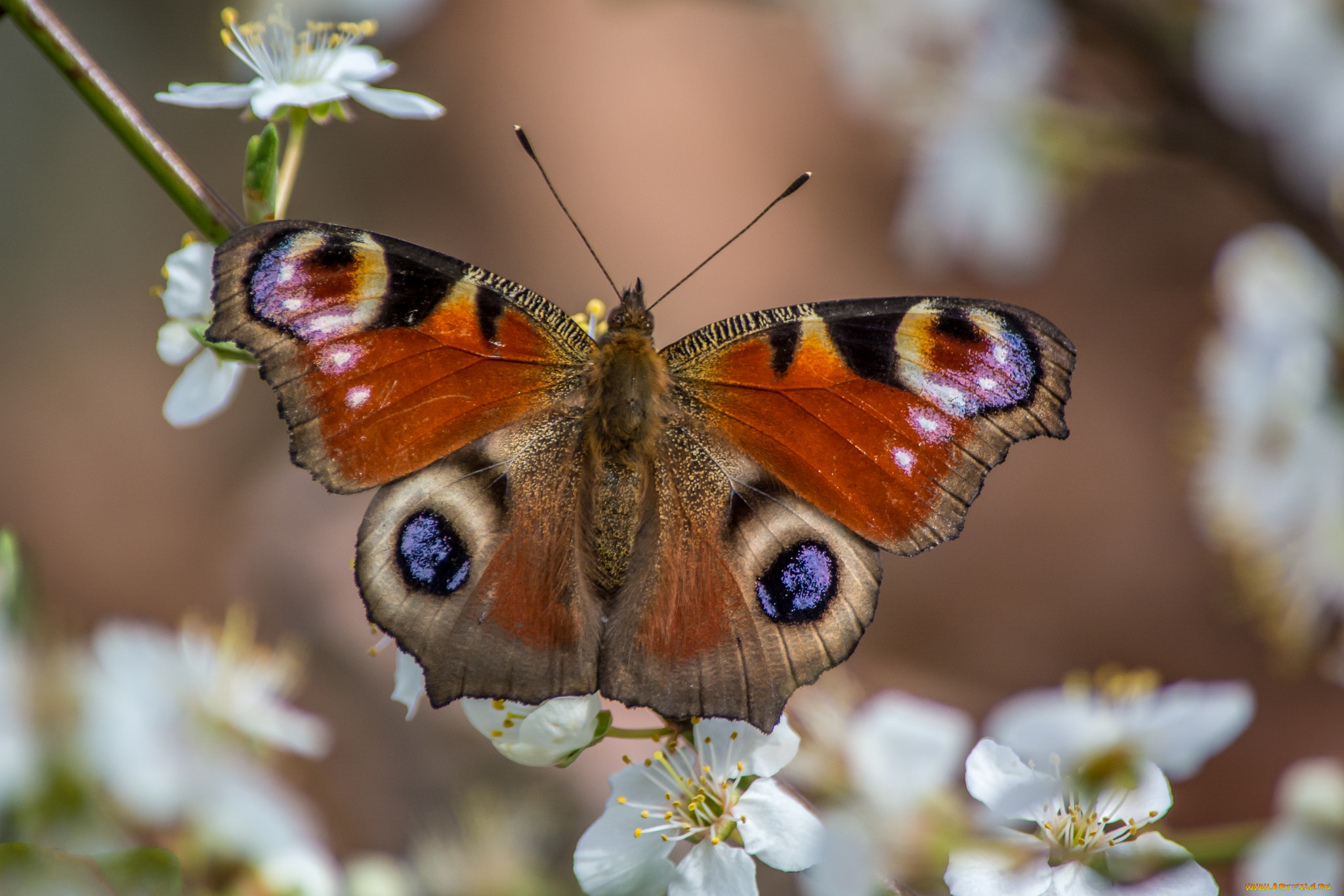 Увидеть бабочку весной. Мотыльки Забайкалья. Бабочки. Весенние бабочки. Первые весенние бабочки.